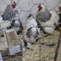 تخم نطفه دار برهما و کوشین