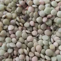 عدس محلی