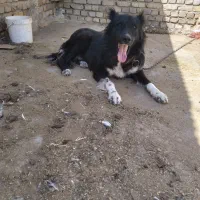 یه جفت سگ نر