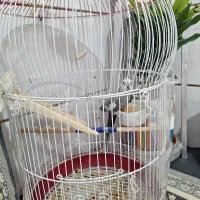 عروس هلندی زیبا