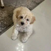 سگ پودل کراس ۳ ماهه