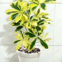 گل شاداب