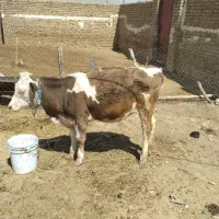 حیوانات‌مزرعه