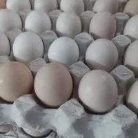 تخم.مرغ.محلی