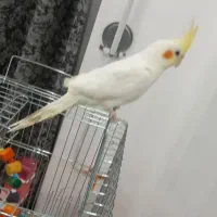 عروس هلندی دستی مست نر