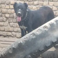 سگ توله ۱۰ ماهه