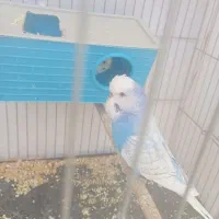 سه  جفت مرغ  عشق