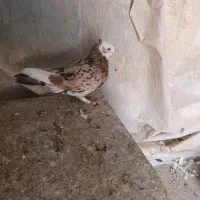 سه تا شازده ۸۰۰هزارتومان