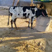 گاو گوساله