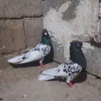 ی جفت کله سیاه روزگاری
