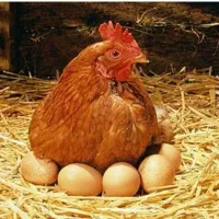 مرغ محلی عربی تخم گذار