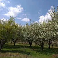 فروش باغ ۱۰۰۰متری امام زاده رکان