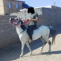 اسب|اسب و تجهیزات اسبسواری|تبریز, |دیوار