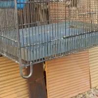 سهره جوجه کال نر ریزه خون