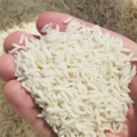 فروش برنج طارم هاشمی فریدونکنار