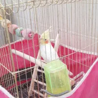 عروس هلندی