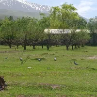 باغچه-جاده-دانشگاه