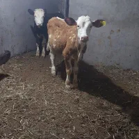 ۳راس گوساله سیمینتال ۱۷۰کیلو