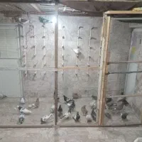 کفتر تور گندم