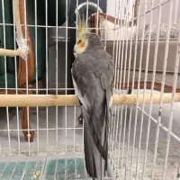 عروس هلندی نر بالغ