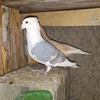 کبوتر دوکت .. پشت کاکلی نر