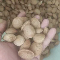 بادام سنگی درشت تازه