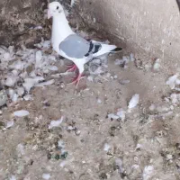 دوکت پلاکی