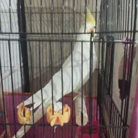 عروس هلندی