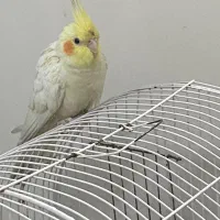 عروس هلندی آواز خوان