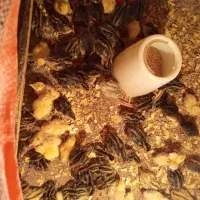 جوجه بلدرچین 7روزه