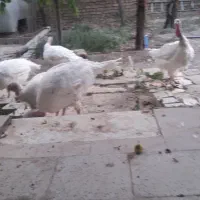 بقِمون‌