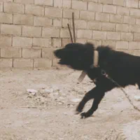 شاه توله 7 ماه نگهبان