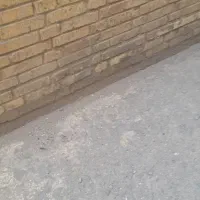 کبوتر دم سفید