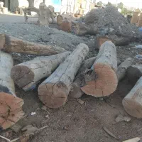 خریدار چوب گردو و چنار