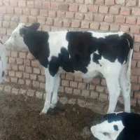 یک عدد گوساله سیمینتال