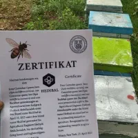 ملکه زنبور عسل کارنیکا +A