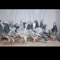 ساده مگسی ونیمتنه سرخ