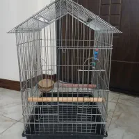 قفس ملنگو وعروس هلندی