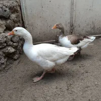 غاز جوان یک جفت.سالم تخم گذار