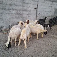 بره ماده