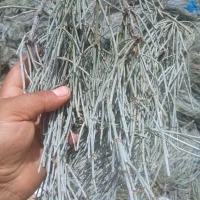 گیاه افدرا یش بز گوشترگ یا علیجون ارسال از شیراز