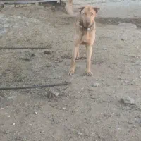 جفت گله ای