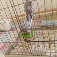 جوجه عروس هلندی  سرلاک خور