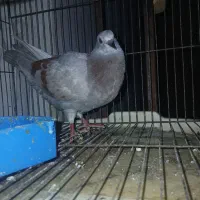کبوتر