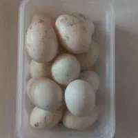 تخم اردک تازه