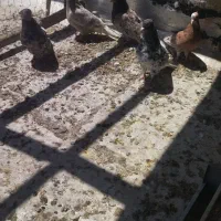 5عدد کوهی دم سفید
