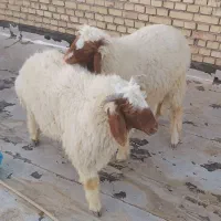 هویزه