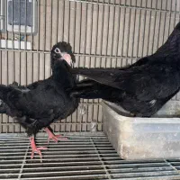 یک جفت کبوتر دنش زاغ