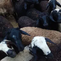 گوسفند چاق