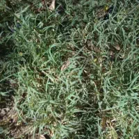 یونجه سبز درجه یک خشک سبک نرم